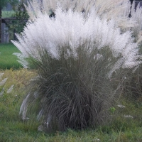 Кортадерия бяла, пампаска трева	Cortaderia selloana white
