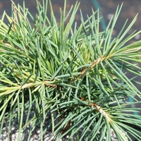 Кедър ливански (атласки тип) Cedrus libani