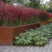 Императа ‘Red Baron’ Imperata cylindrica ‘Red Baron’