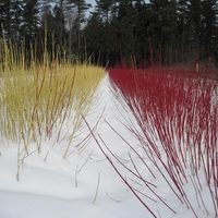 Дървесен дрян (червен клон) Cornus alba