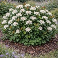 Арония (черноплодна) Aronia melanocarpa