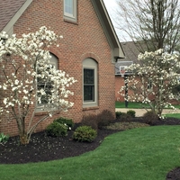 Магнолия звездовидна Magnolia stellata