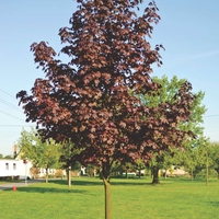 Норвежки клен ‘Royal Red’ Acer platanoides ‘Royal Red’