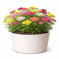 Ахилея (равнец) Achillea spp.