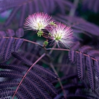 Албиция ‘Summer Chocolate’ Albizia julibrissin ‘Summer Chocolate’
