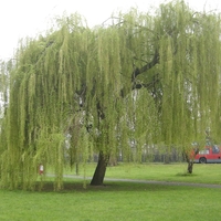 Плачеща върба Salix babylonica