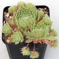 Дебелец (вечно живо) Sempervivum mix