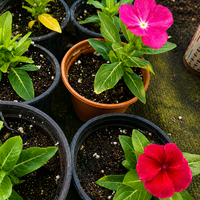 Винка 'Розеа' 'Vinca rosea'