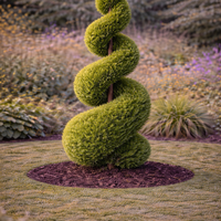 Лейландов кипарис (спирала) Cupressocyparis leylandii