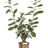 Лавровишня ‘Novita’ Prunus laurocerasus ‘Novita’