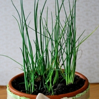 Декоративен лук ‘Christophii’ Allium cristophii