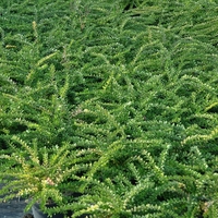 Орлов нокът дребнолистен Lonicera nitida