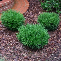 Чемшир (обикновен) Buxus sempervirens