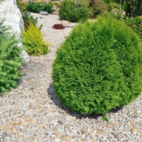 Туя Даника	Thuja occ. 