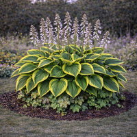 Хоста Hosta spp.