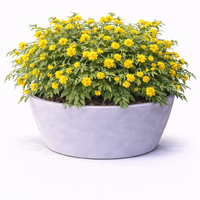 Керия японска Kerria japonica