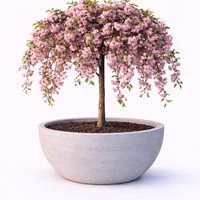 Японска вишна ‘Kiku-shidare-zakura’ Prunus serrulata ‘Kiku-shidare-zakura’