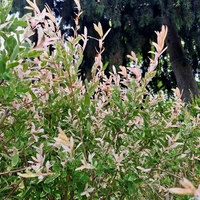 Трицветната върба (Salix integra 'Hakuro Nishiki')