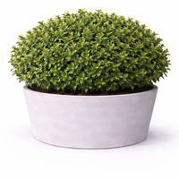 Евонимус микрофила Euonymus microphyllus