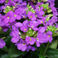 Арабис Arabis spp.