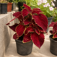 Копривка (Coleus spp.)