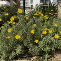 Еуриопс 'Euryops pectinatus'