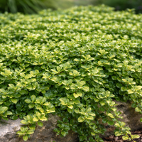 Евонимус Радиканс Euonymus radicans