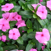 Зимзелена ‘Vinca major’ Vinca major