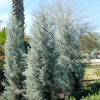 Аризонски кипарис Cupressus arizonica