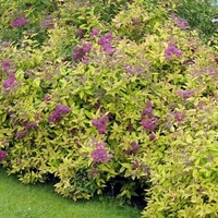 Спирея ‘Golden Princess’ Spiraea japonica ‘Golden Princess’