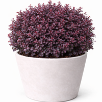 Берберис Тунберг ‘Atropurpurea Nana’ Berberis thunbergii ‘Atropurpurea Nana’