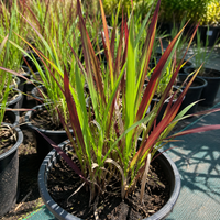 Императа ‘Red Baron’ Imperata cylindrica ‘Red Baron’