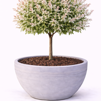 Върба ‘Hakuro Nishiki’ Salix integra ‘Hakuro Nishiki’