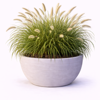 Пенисетум Pennisetum alopecuroides