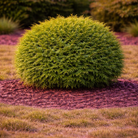 Туя западна ‘Bowling Ball’ Thuja occidentalis ‘Bowling Ball’