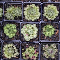 Дебелец (вечно живо) Sempervivum mix