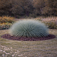 Фестука ‘Glauca’ Festuca glauca