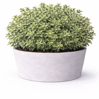 Евонимус ‘Emerald Gaiety’ Euonymus fortunei ‘Emerald Gaiety’