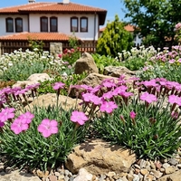 Алпийски карамфил / Dianthus alpinus