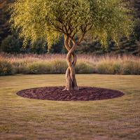 Върба усукана Salix matsudana ‘Tortuosa’