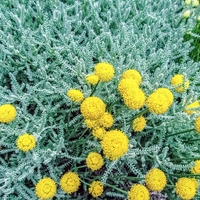 Сантолина сребриста	Santolina viridis