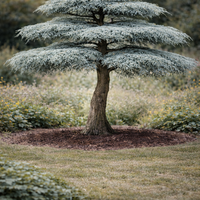 Кедър ливански ‘Glauca’ Cedrus libani ‘Glauca’