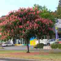 Конски кестен Aesculus hippocastanum