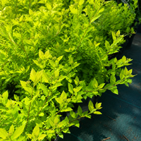 Спирея ‘Little Princess’ Spiraea japonica ‘Little Princess’