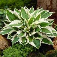 Хоста Hosta spp.