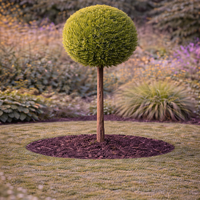 Лейландов кипарис (1 топка) Cupressocyparis leylandii