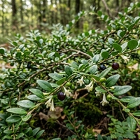 Лоницера пилеата Lonicera pileata