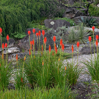 Книфофия Kniphofia uvaria