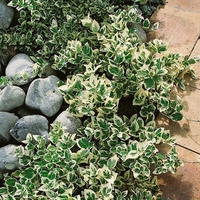 Евонимус ‘Emerald Gaiety’ Euonymus fortunei ‘Emerald Gaiety’