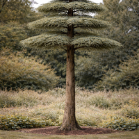 Кедър ливански висок Cedrus libani